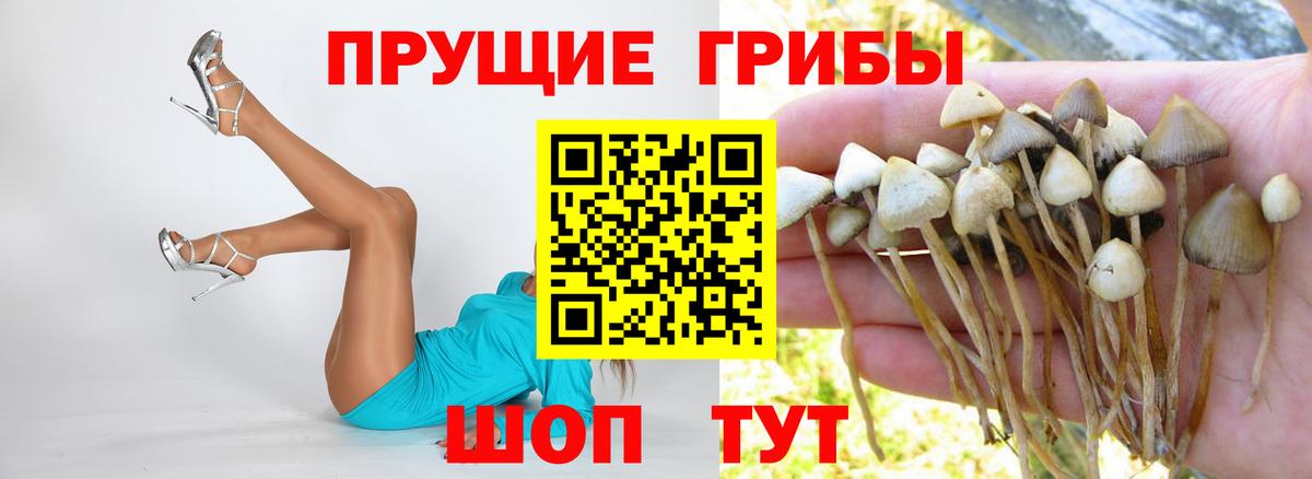 Псилоцибиновые грибы Psilocybe  что такое   Аша 
